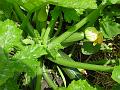2009-0730-1615_Courgettes_19,5C